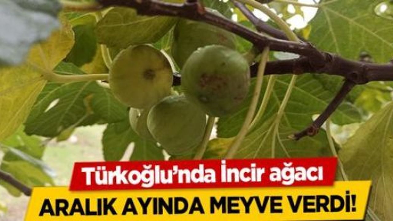 BU MEVSİMDE İNCİR OLUR MU? YOKSA KIYAMET YAKIN MI?