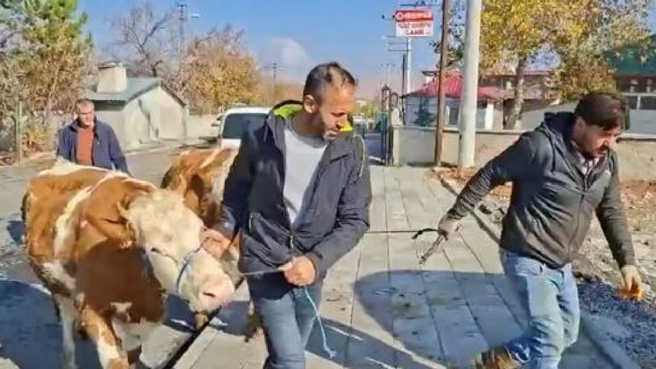 ŞEKERLİ VAKFI’NDAN MAĞDUR ÜRETİCİYE 3 DAMIZLIK GEBE DÜVE