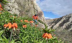 DOĞASEVERLERİ BÜYÜLEYEN TERS LALE