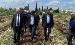 PAZARCIK’TA SARIMSAK HASADI