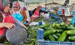 SALATALIK HASADI BAŞLADI