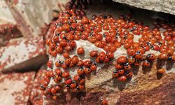 ULUDAZ TEPESİ UĞUR BÖCEKLERİYLE BULUŞTU