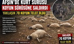 KURDUN HUYUDUR KOYUN SÜRÜSÜNE SALDIRMAK