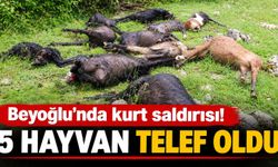 BEYOĞLU’NDA KURT SALDIRISI