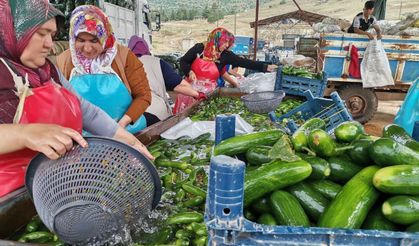 SALATALIK HASADI BAŞLADI