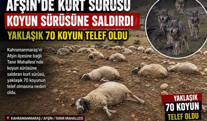 KURDUN HUYUDUR KOYUN SÜRÜSÜNE SALDIRMAK