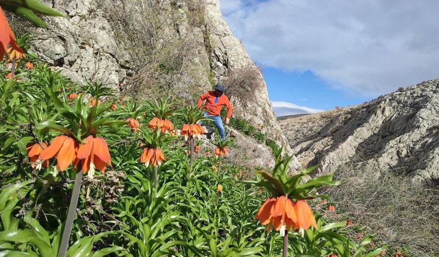 DOĞASEVERLERİ BÜYÜLEYEN TERS LALE