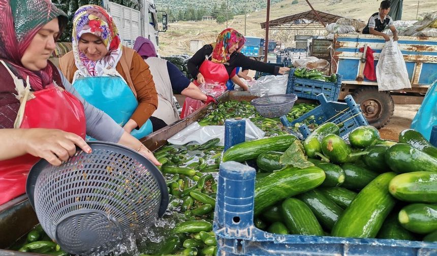 SALATALIK HASADI BAŞLADI