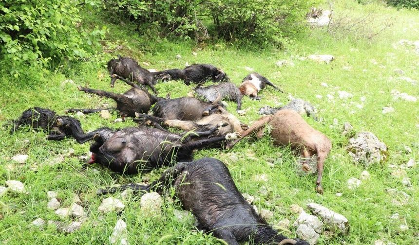 KURT SÜRÜYE SALDIRDI, HAYVANLAR TELEF OLDU