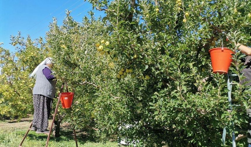KAHRAMANMARAŞ'TA 60 BİN TON ELMA REKOLTESİ BEKLENİYOR