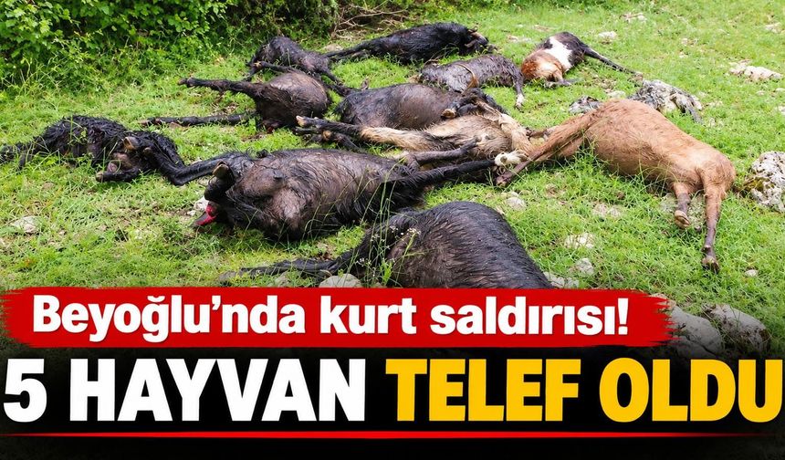 BEYOĞLU’NDA KURT SALDIRISI